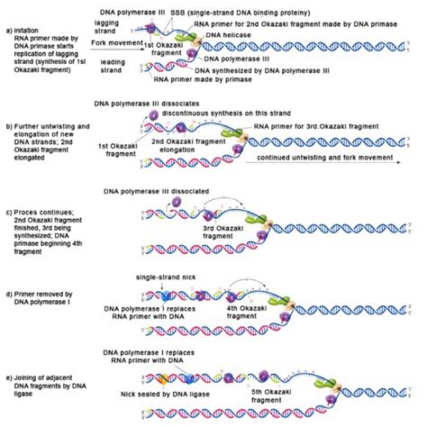 7 steps of dna replication.